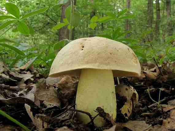  Image name: 297 Porcino.jpg 
 width: 570 pixel 
 height: 427 pixel 
 Size: 19273 bytes 
 Click to enlarge 